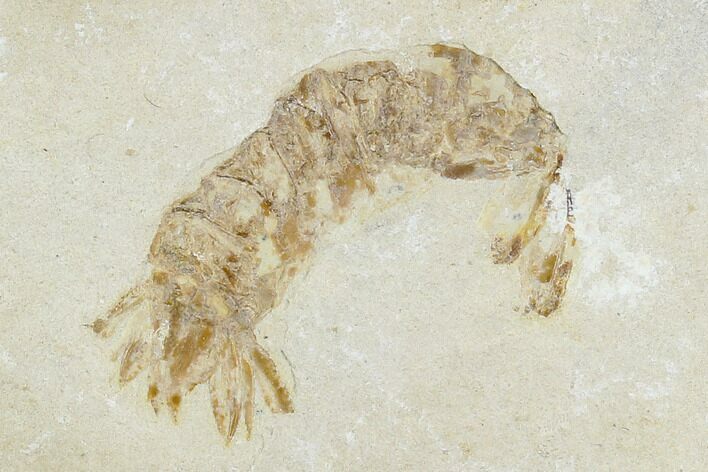 Fossil Mantis Shrimp (Pseudosculda) - Lebanon #123990